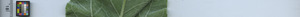 leafstrip