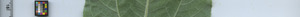 leafstrip