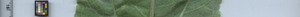 leafstrip