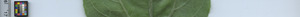 leafstrip