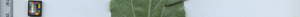 leafstrip