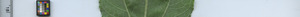 leafstrip