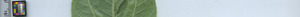 leafstrip