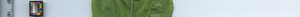 leafstrip
