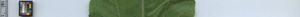 leafstrip