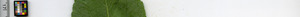 leafstrip