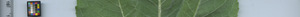 leafstrip