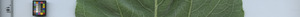leafstrip
