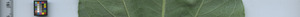 leafstrip