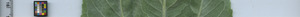 leafstrip