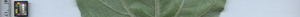 leafstrip