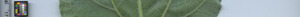 leafstrip
