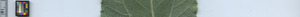 leafstrip
