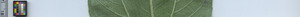 leafstrip