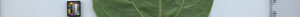leafstrip