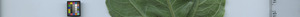 leafstrip