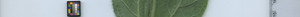 leafstrip