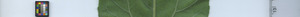 leafstrip