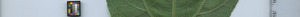 leafstrip