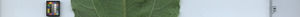 leafstrip