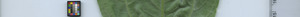 leafstrip