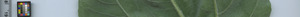 leafstrip