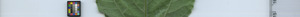 leafstrip