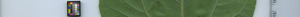 leafstrip