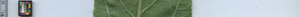 leafstrip