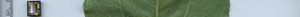 leafstrip