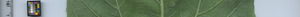 leafstrip
