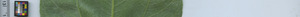 leafstrip