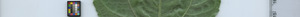 leafstrip