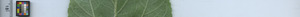 leafstrip