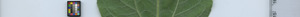 leafstrip