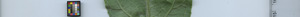 leafstrip