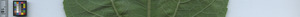 leafstrip