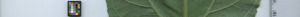 leafstrip