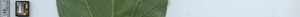 leafstrip