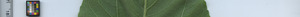 leafstrip