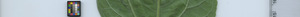 leafstrip