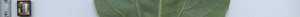 leafstrip