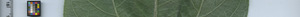 leafstrip