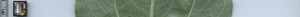 leafstrip