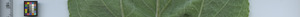 leafstrip