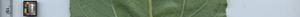 leafstrip