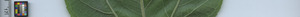 leafstrip
