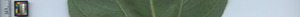 leafstrip