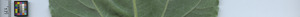 leafstrip
