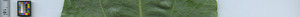 leafstrip